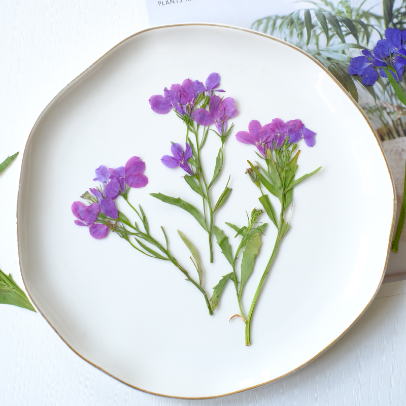 6개/8-13cm, 자연 로벨리아 에리누스 말린 압화  - Resin Art Baby 리뷰 및 가격