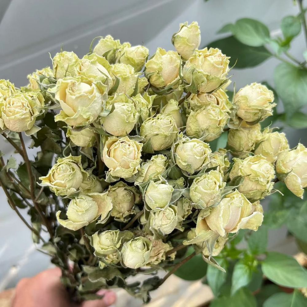 에폭시 레진 공예, 스크랩북 제작, 카드 만들기, 홈  - Resin Art Rose 리뷰 및 가격