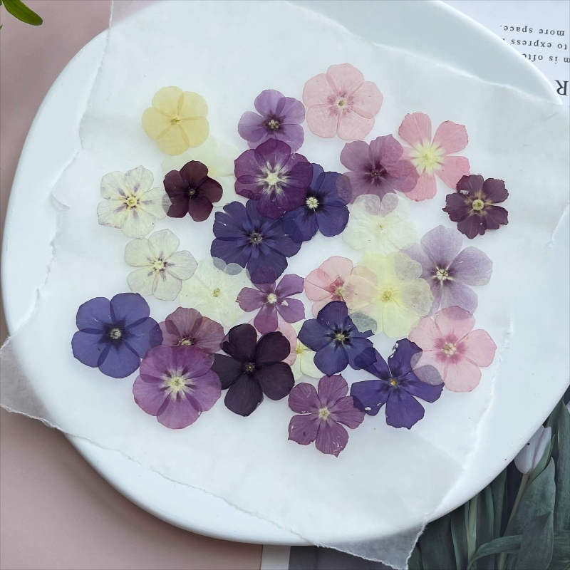 12개, 반투명 니치 플록스 압화 - 사진 액자/레진  - Resin Art Case 리뷰 및 가격